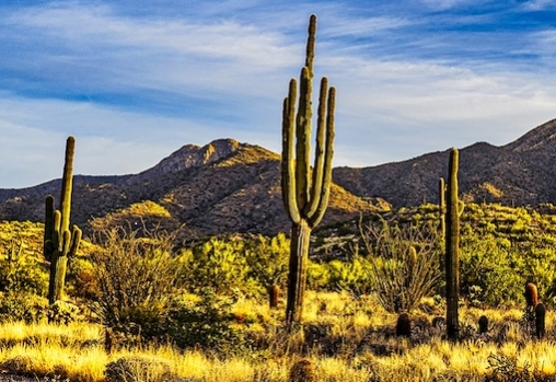 ENT in the Desert 2026 Banner